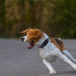 The BEAGLE Theory of Life