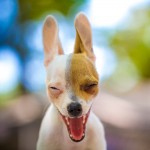 Dear Chihuahua of Fear