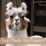 When Fear Meets the Pushmi-Pullyu